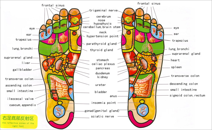 Foot reflexology chart